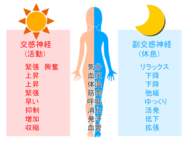 自律神経を整えて運気も上げる！  〜京都伏見・大亀谷しみず接骨院からお届け〜